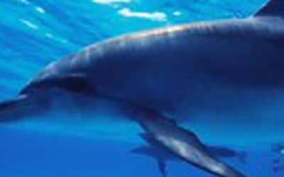 Ocean Encounters – Kealakekua Reef Snorkel