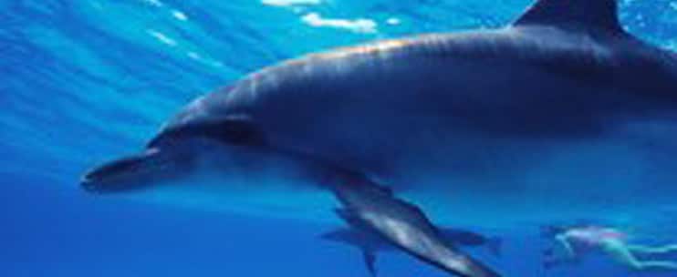 Ocean Encounters – Kealakekua Reef Snorkel