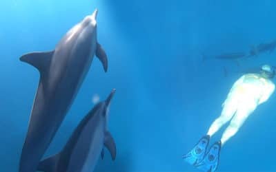 See Life Adventures – Dolphin Swim