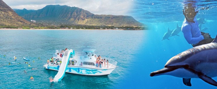 Dolphins and You – Swim with Wild Dolphins Tour