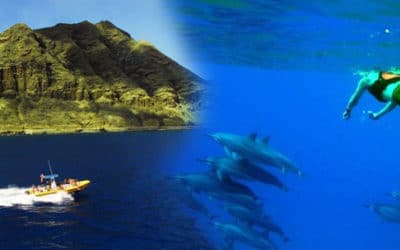 Dolphin Excursions – Wild Dolphin Encounter