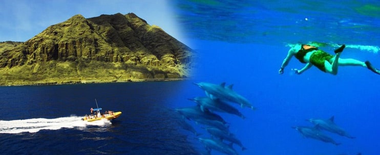 Dolphin Excursions – Wild Dolphin Encounter