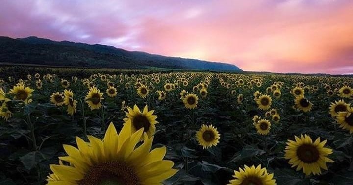 Haleiwa Turtle Tours: Eco-Adventure Experience