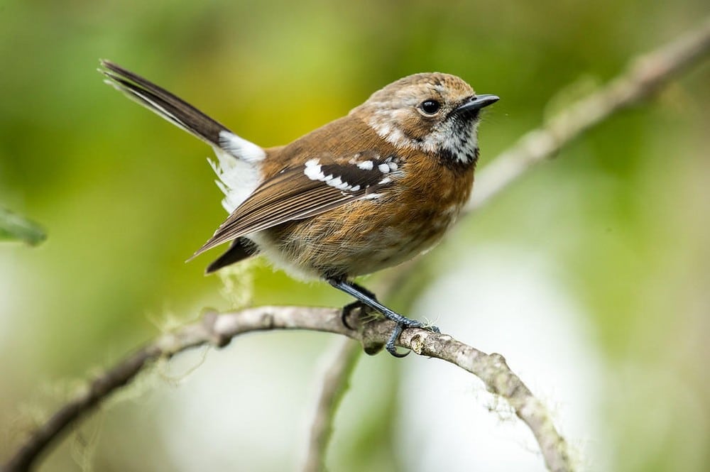 Hawaii Forest and Trail: Birds and Wildlife of Oahu Tour