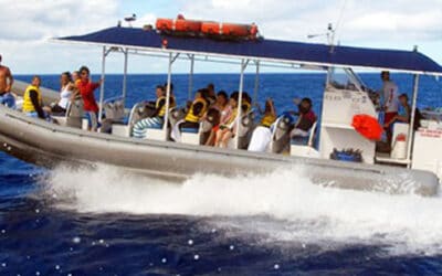 Ko Olina Ocean Adventures – Oahu Snorkeling & Dolphin Encounter