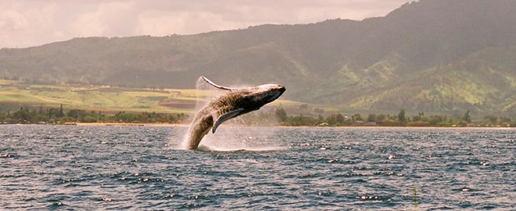 North Shore Catamaran – Whale Watching Cruise