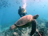 Waikiki Ocean Sports – Advance Certified Scuba Dive
