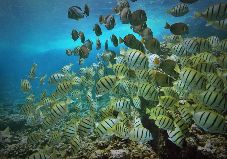 No Experience/Refresher Dive – Waikiki – Haleiwa, Oahu