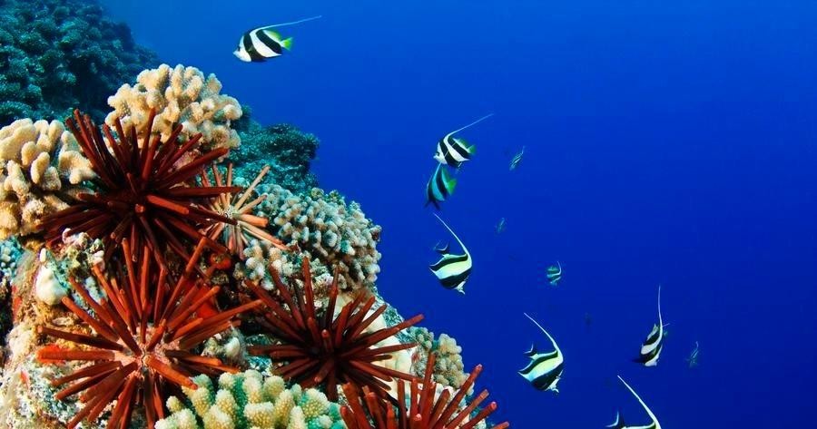 Introductory Boat Scuba Dive – 2 Tank -Hilo, Big Island HI