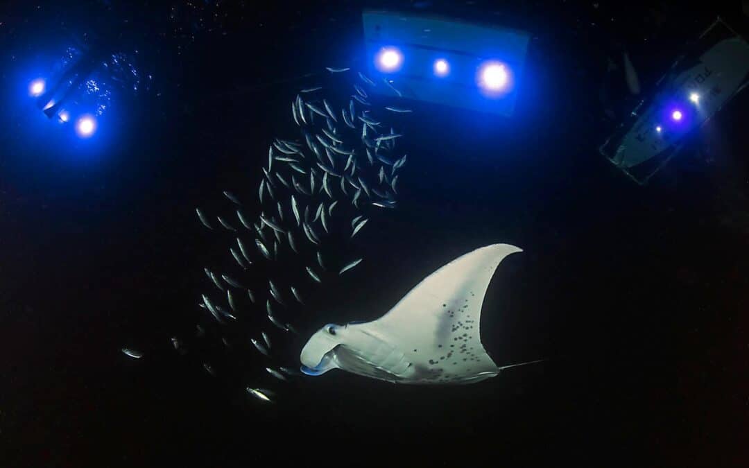 2 Tank Night Manta Dive | Kailua Kona, Big Island