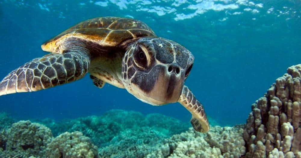 2-Tank Local Morning Dive