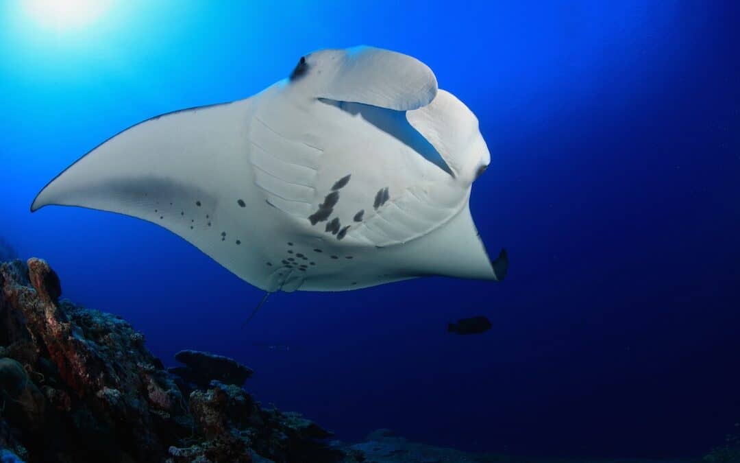 SECOND MANTA RAY NIGHT SNORKELING TOUR | Kailua Kona, Big Island