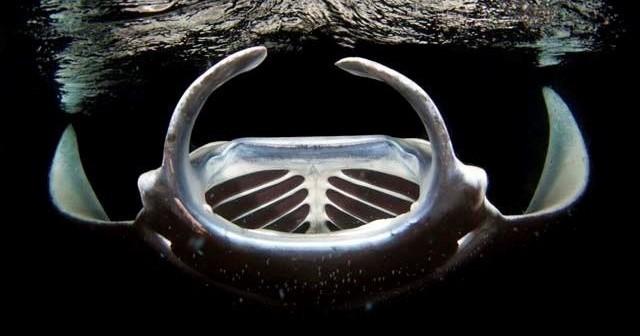 1 Tank Night Dive or Snorkel Manta Ray Charter | Kailua Kona, Big Island