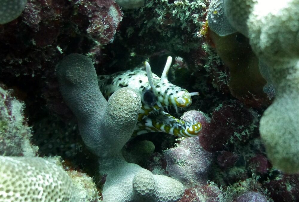 Dive Club | Honolulu, Oahu