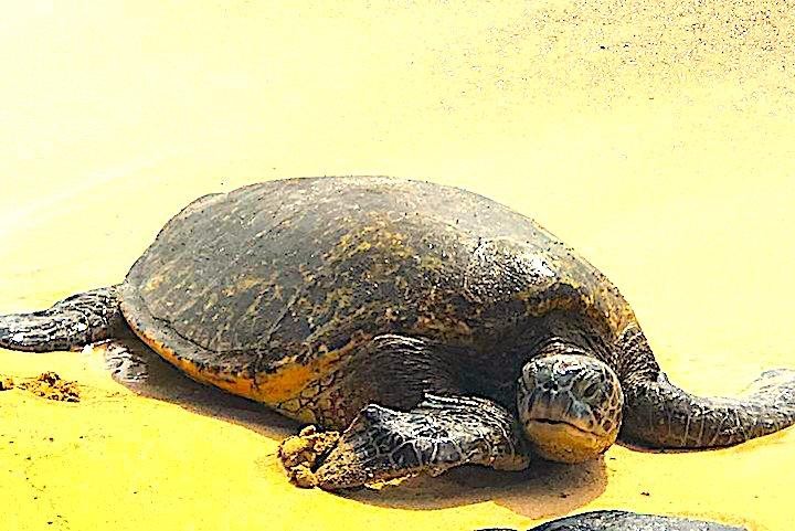 Oahu North Shore Inselrundfahrt (deutsch) Oahu