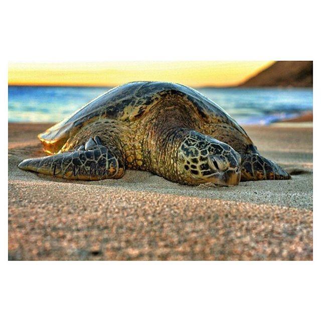Turtle Tour and Surf – Haleiwa, Oahu