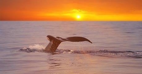 3-Hour Whale Watch | Seasonal | Kailua Kona, Big Island