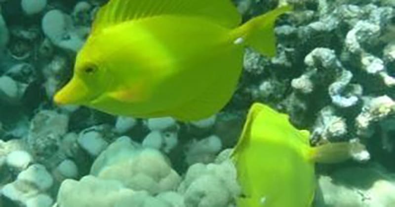 Captain Cook Snorkel & Manta Night Snorkel, Deluxe Combo | Kailua Kona, Big Island