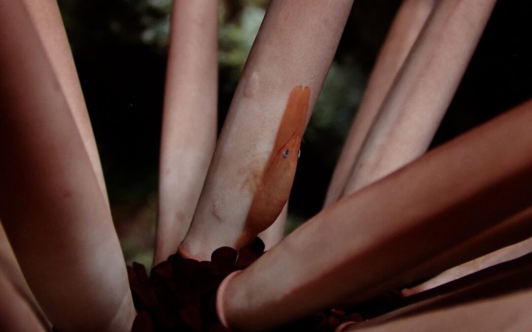 Premium 1 Tank Night Reef Dive | Kailua Kona, Big Island