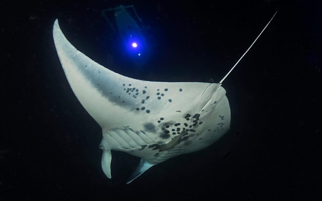 Night Manta Ray Snorkel
