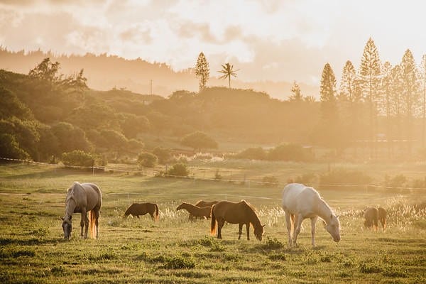 Sunset Horseback Experience | Kahuku, Oahu