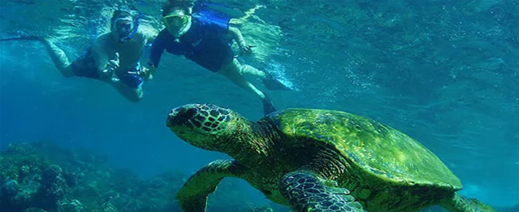 Aloha Hawaii Tour: Grand Circle Island with Snorkeling and Sea Turtle Spotting