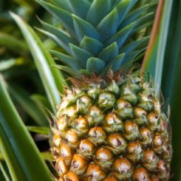 Explore the Dole Pineapple Plantation on Oahu’s North Shore