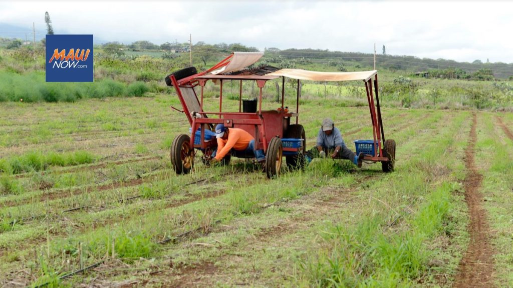 Maui food producers impacted by fires encouraged to take survey for recovery efforts