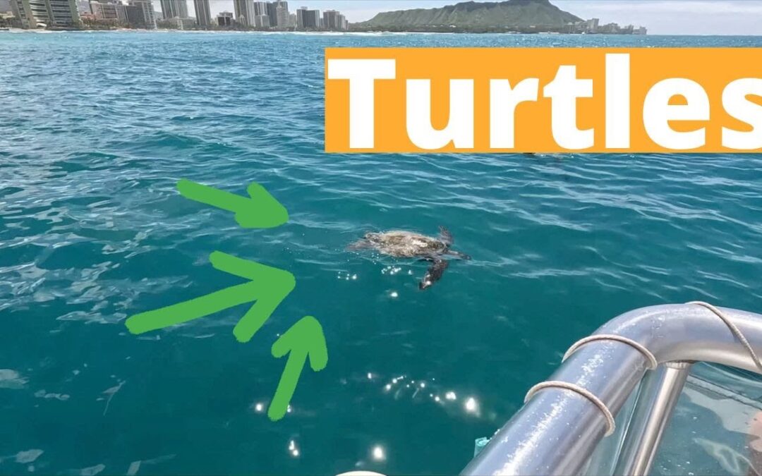 Best Value Snorkel Tour With Turtles Oahu 1