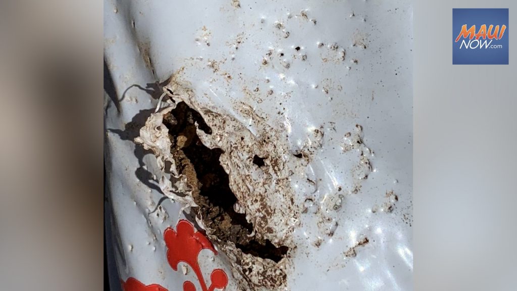 Dead coconut rhinoceros beetle found on Maui