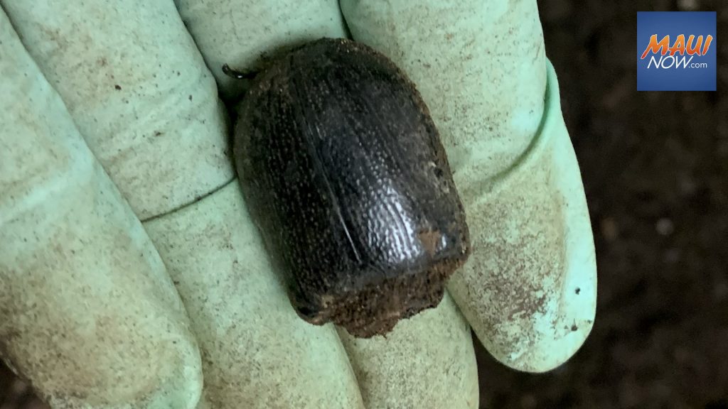 Dead coconut rhinoceros beetle found on Maui Dead coconut rhinoceros beetle found on Maui
