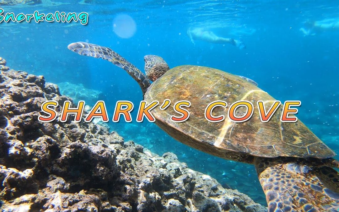 Sharks Cove Snorkeling Best Snorkeling Spot On North Shore Pupukea Hawaii 4k Activity 1