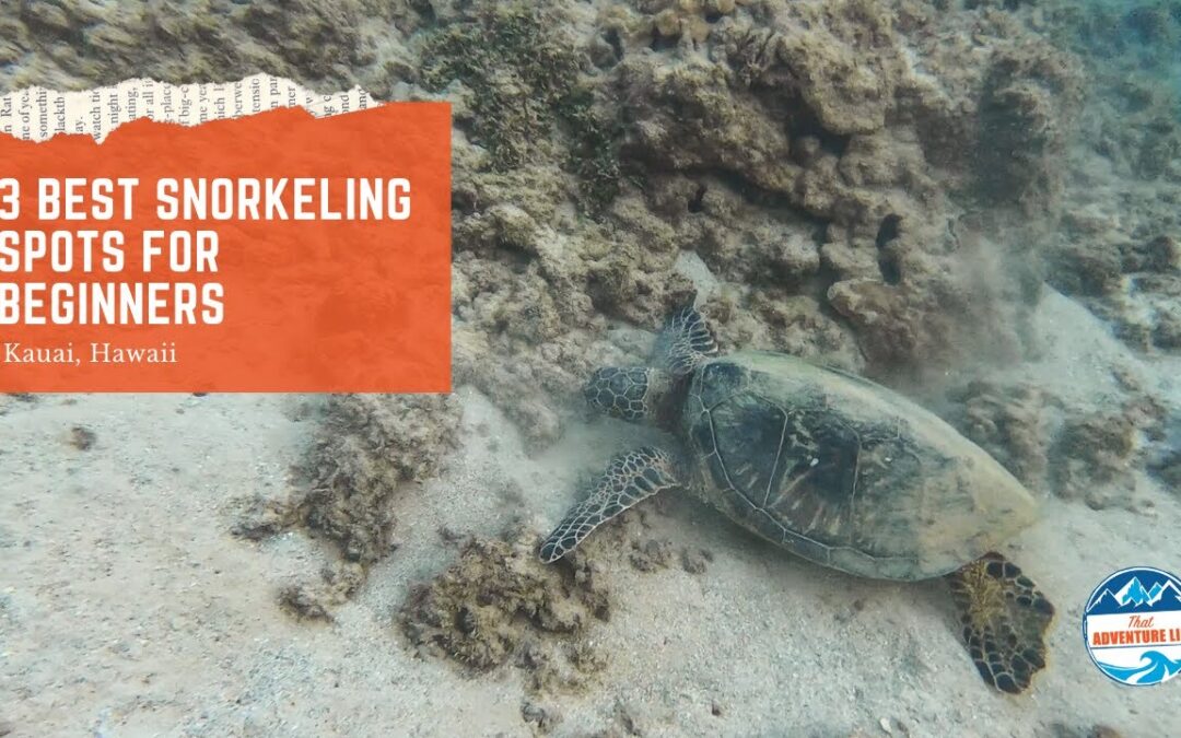 3 Best Snorkeling Spots In Kauai For Beginners Kauai Hi 1