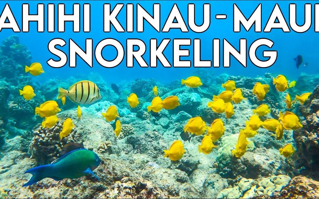 Ahihi Kinau Nature Reserve Maui Snorkeling Spots Hawaii Best Places To Snorkel Reef Shark 1