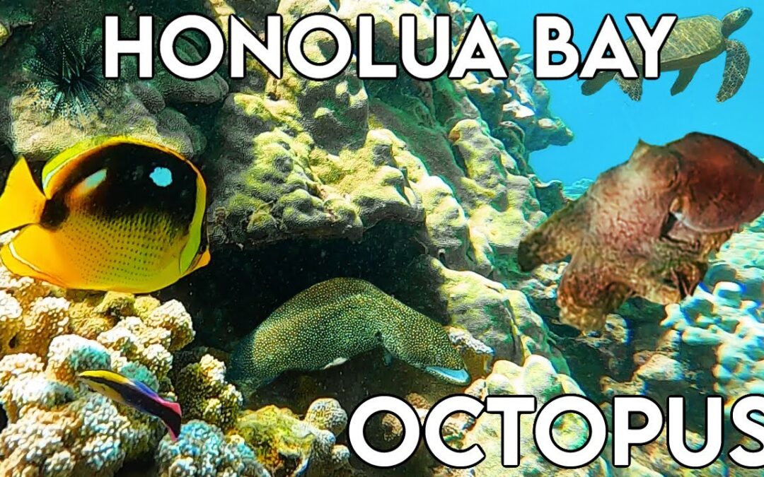 Amazing Honolua Bay Snorkeling Octopus Maui Snorkeling Spots Hawaii Best Places To Snorkel 1