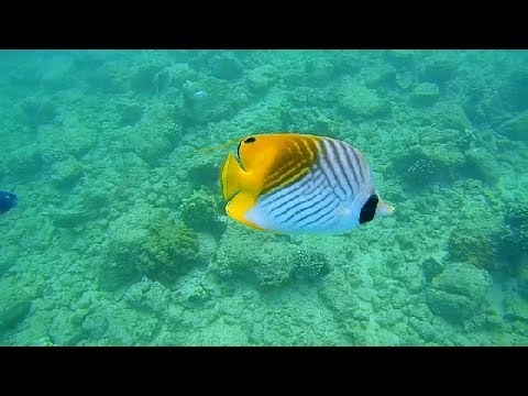 Epic Snorkeling Kauai Hawaii Poipu Beach Hd 1