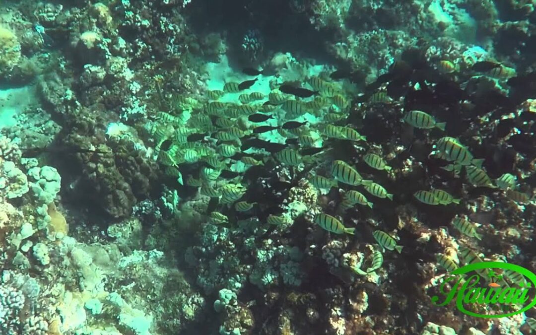Hawaii Snorkeling With Sea Maui Kaanapali Beach 1