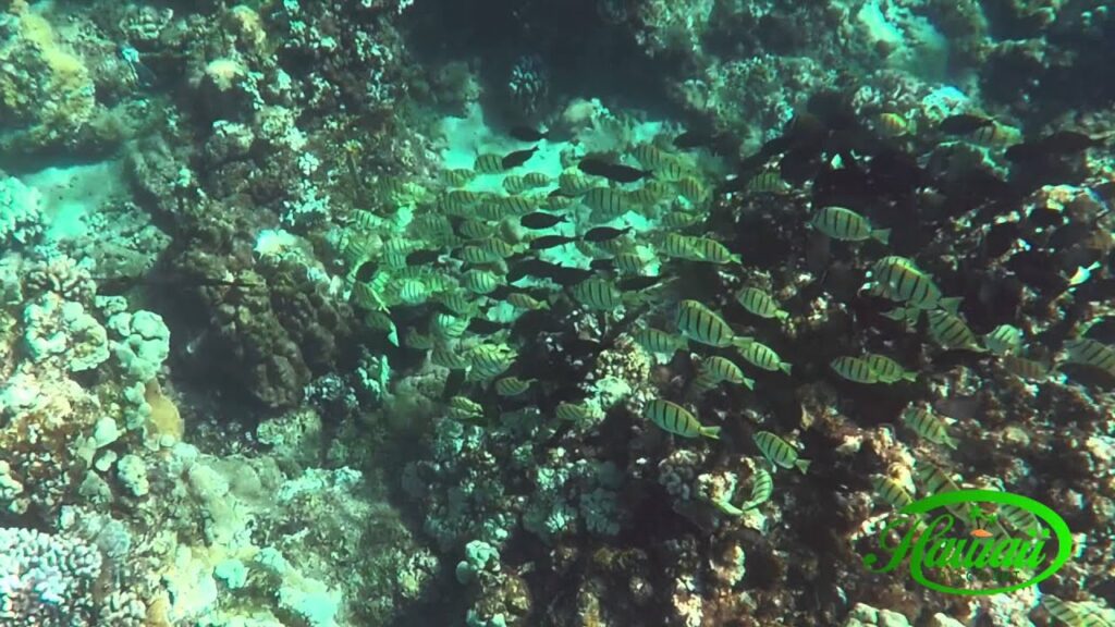 Hawaii Snorkeling with Sea Maui Kaanapali Beach