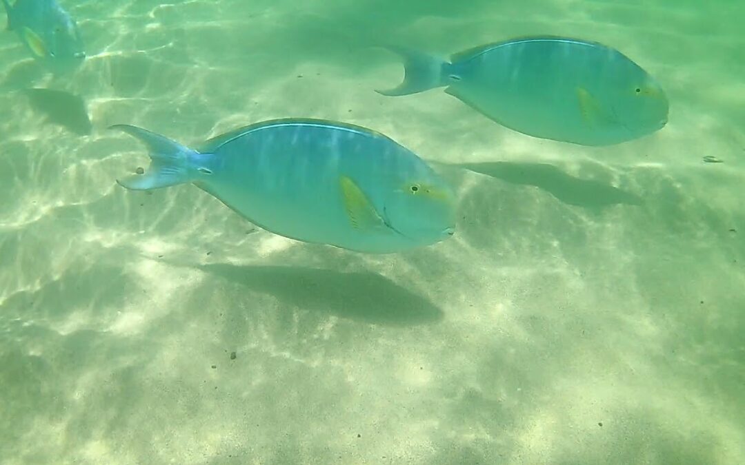 Lydgate Beach Park Snorkeling And Points Of Interest East Side Kauai 1
