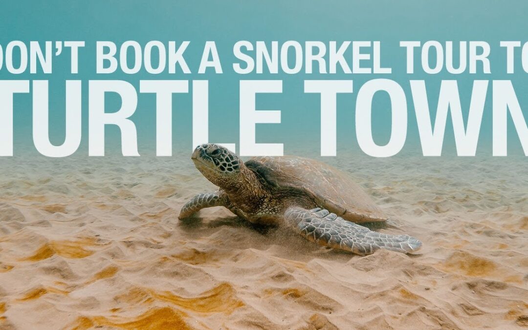 Maui Dont Book A Snorkel Tour To Turtle Town 1