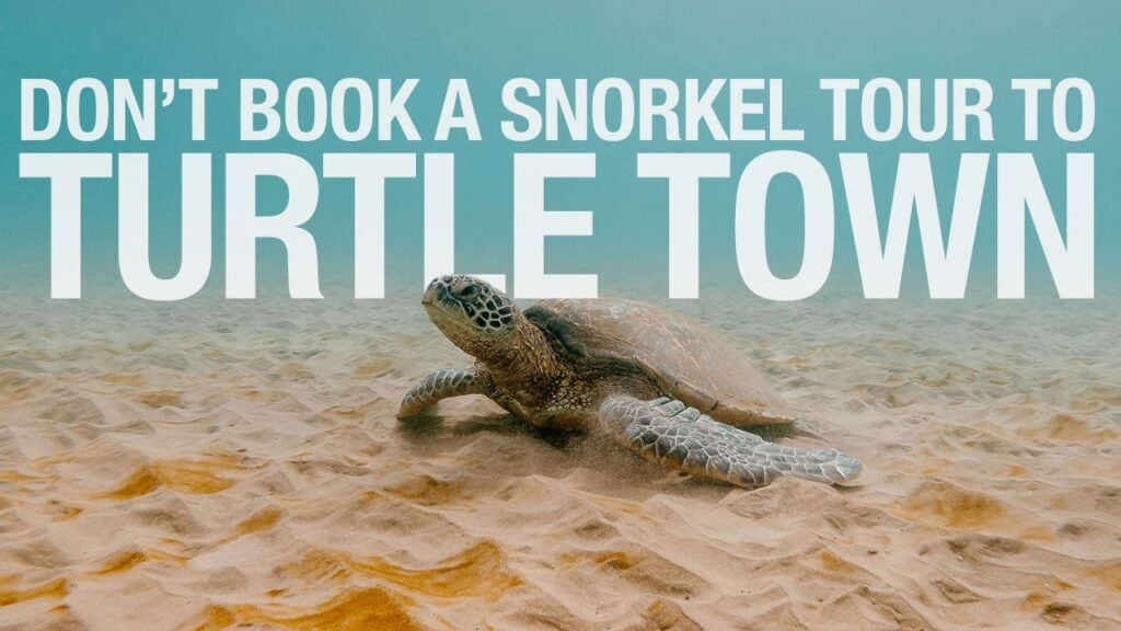 MAUI - DONT BOOK A SNORKEL TOUR to Turtle Town