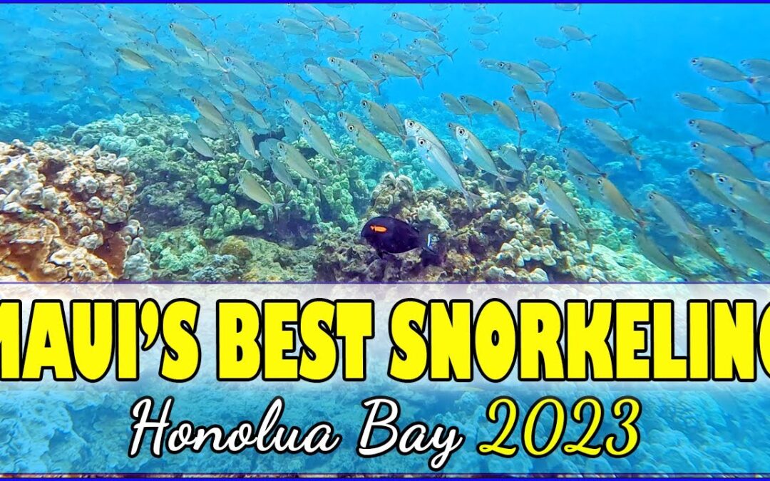 Maui Snorkeling Guide To Honolua Bay Hawaii Everything You Need To Know Sea Turtles 1