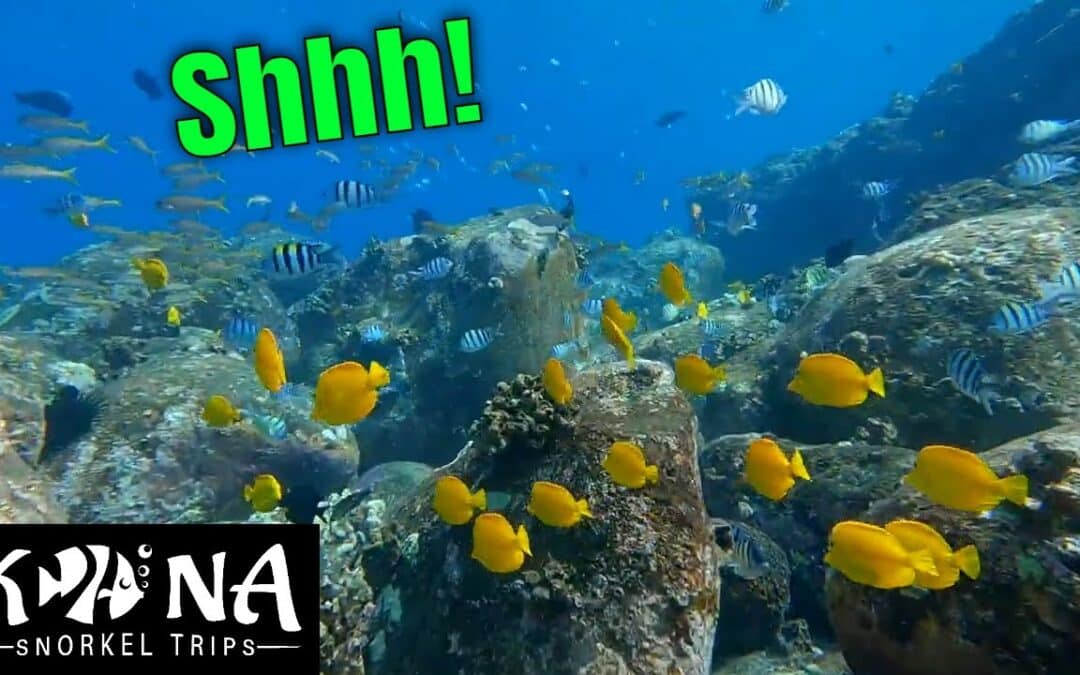 Secret Kona Snorkeling Spot Where To Snorkel On Big Island Kona Snorkel Trips 1