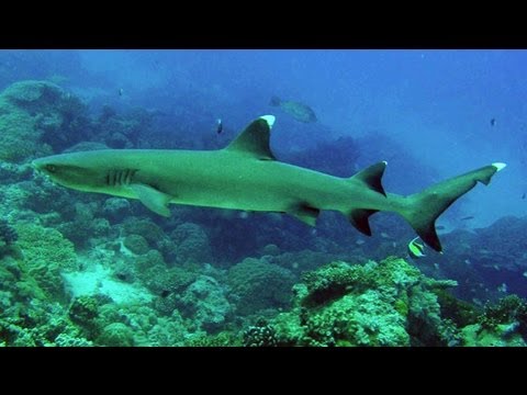 Snorkeling Anini Beach | Kauai Snorkeling Anini Beach | Kauai