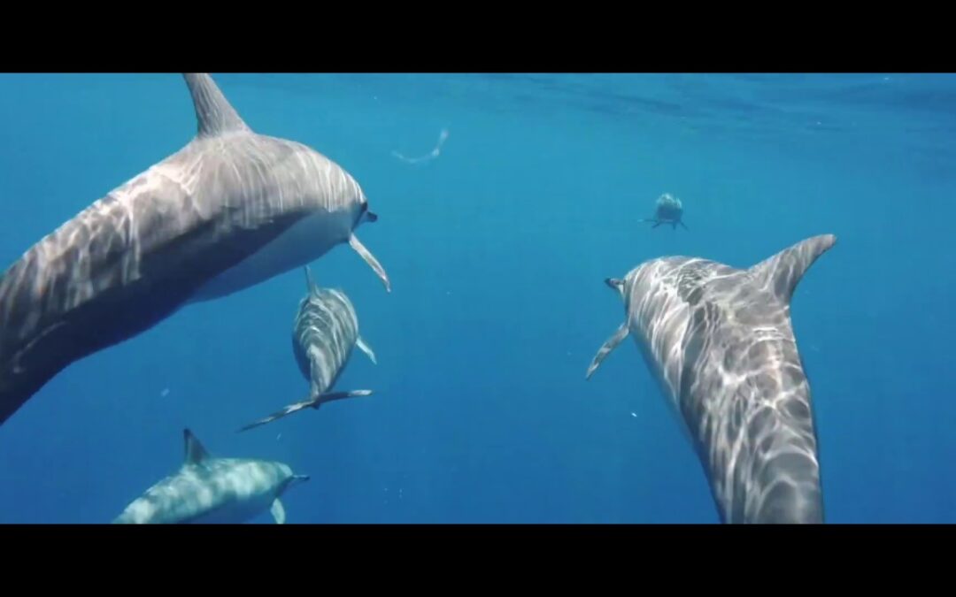 The Best of Maui Snorkeling, with Trilogy