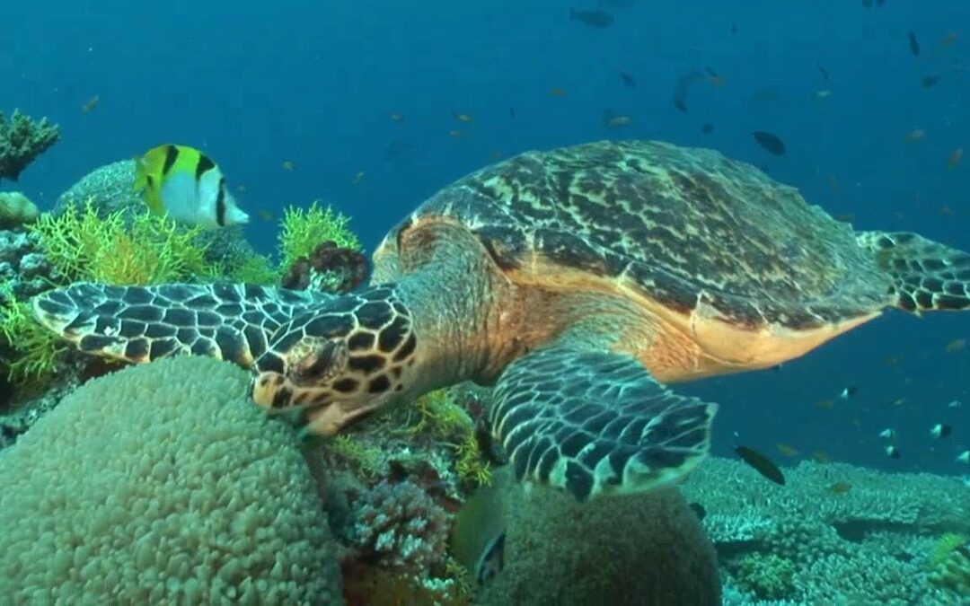 Top 5 Maui Snorkeling Spots 1