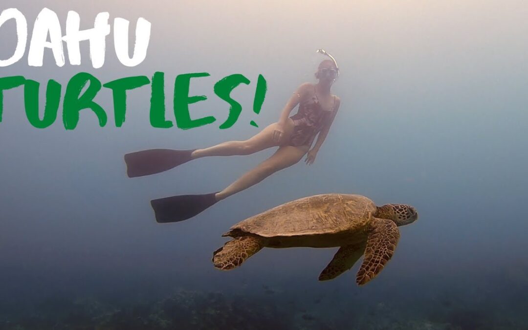 Where To Snorkel With Lots Of Turtles In Oahu Hawaii Makaha Beach Park 1