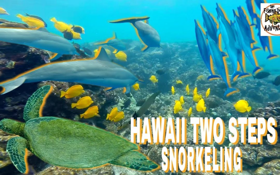 Best Snorkeling Big Island Hawaii Two Steps Honaunau With Dolphins 1