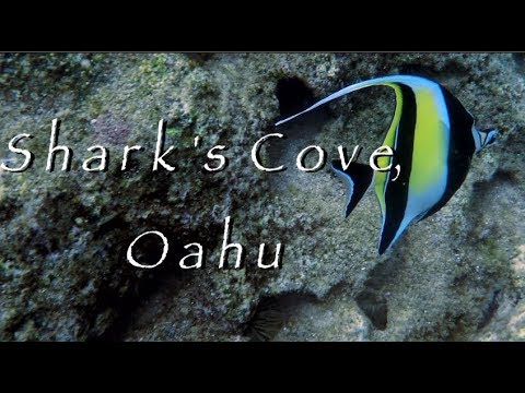 Best Snorkeling On Oahu Sharks Cove Video Hd 1