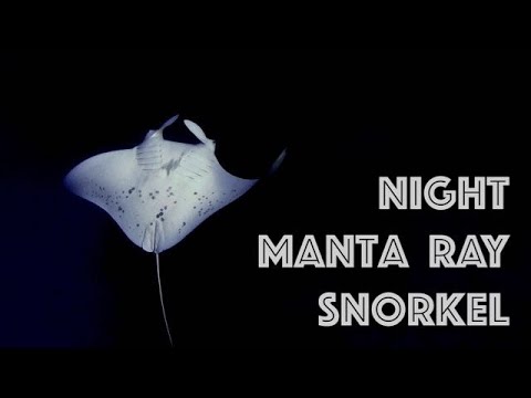 Snorkeling Review Night Manta Snorkel Hawaii Big Island 1